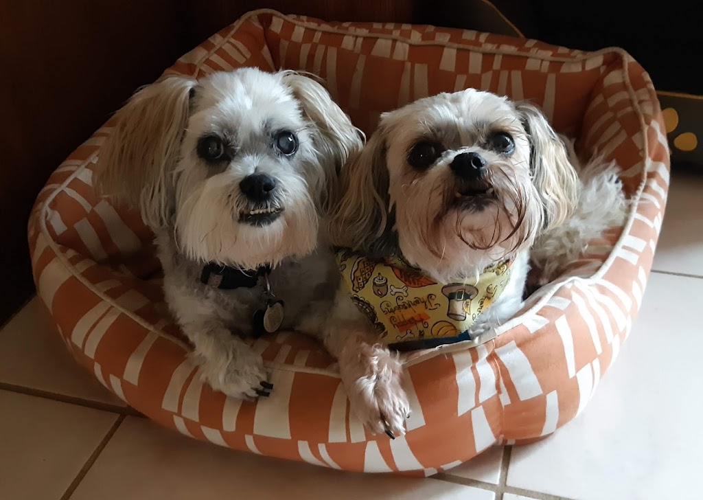 ACTIVE PET GROOMING | 255 Dundas St, Woodstock, ON N4S 1A9, Canada | Phone: (519) 421-1336