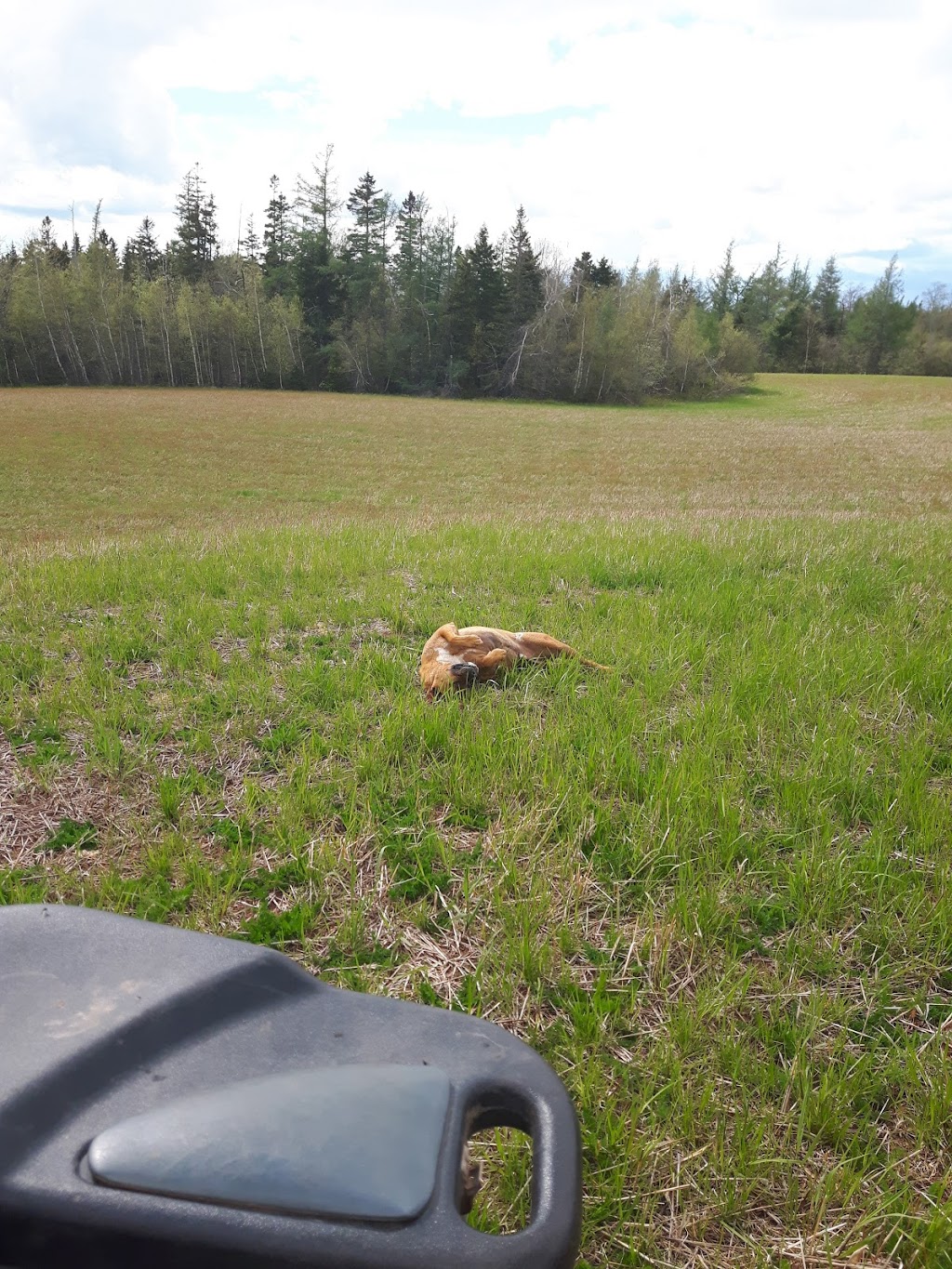 Northumberland Veterinary Services | 11072 NS-6, Pugwash, NS B0K 1L0, Canada | Phone: (902) 243-3999