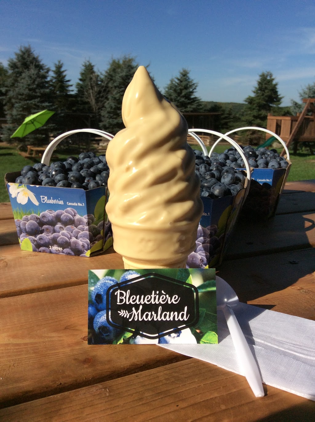 Bleuetière Marland | 2230 Route Saint Louis, Sainte-Marie, QC G6E 3A8, Canada | Phone: (418) 387-4448