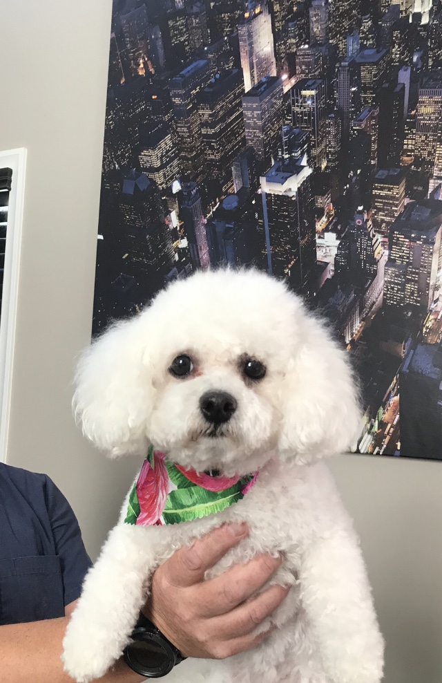Charlie’s Grooming Studio | 184 Mahogany Terrace SE, Calgary, AB T3M 0T4, Canada | Phone: (403) 606-3400