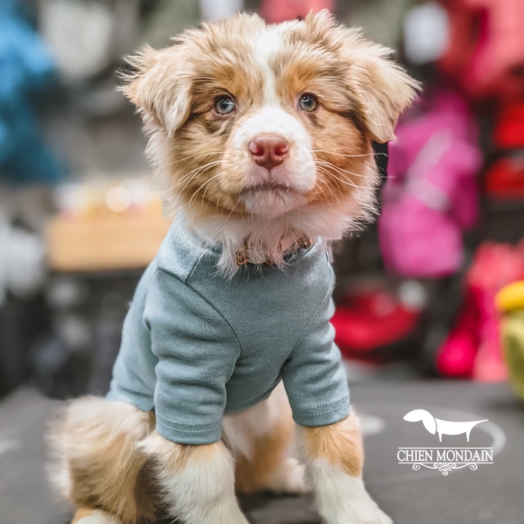 Chien Mondain - Mode Canine | 2600 Boulevard Laurier, Place de la Cité, Québec, QC G1V 4T3, Canada | Phone: (418) 527-2226