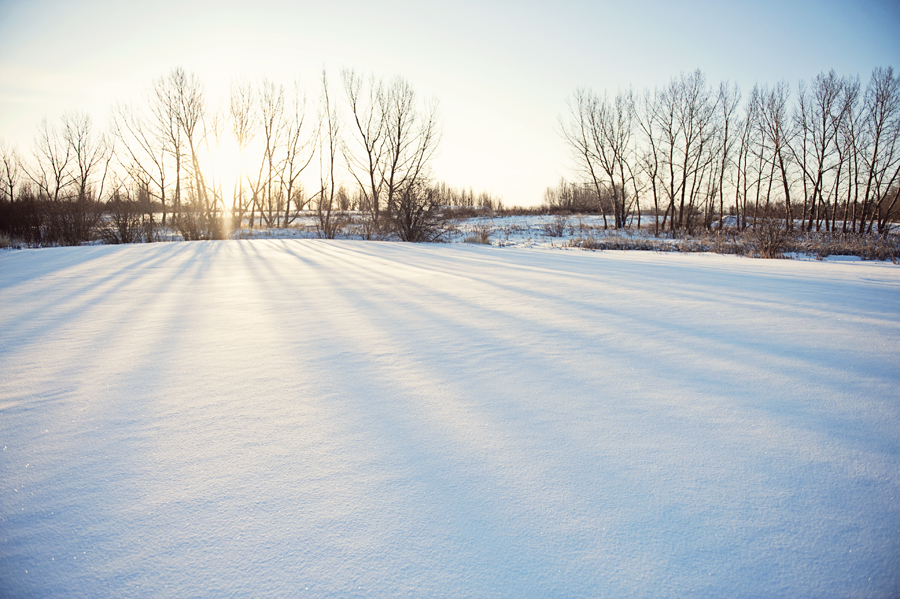 Grey Arrow Farm | 48037 Range Road 205, Camrose, AB T4V 2N1, Canada | Phone: (780) 672-2142