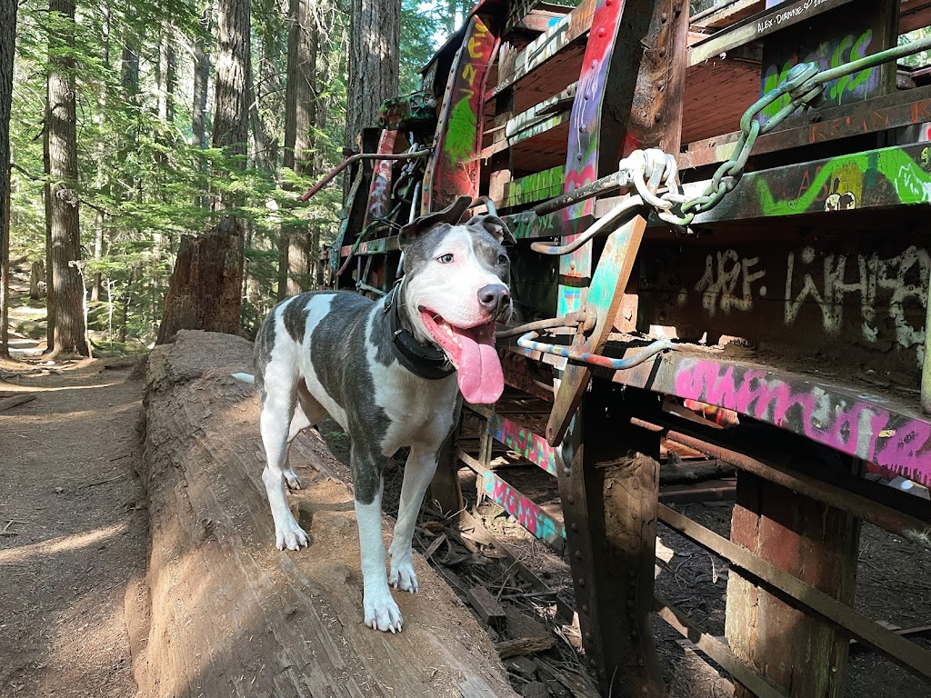 Mega Pitty Pitbulls | 17925 56a Ave, Surrey, BC V3S 4H5, Canada | Phone: (604) 835-7769