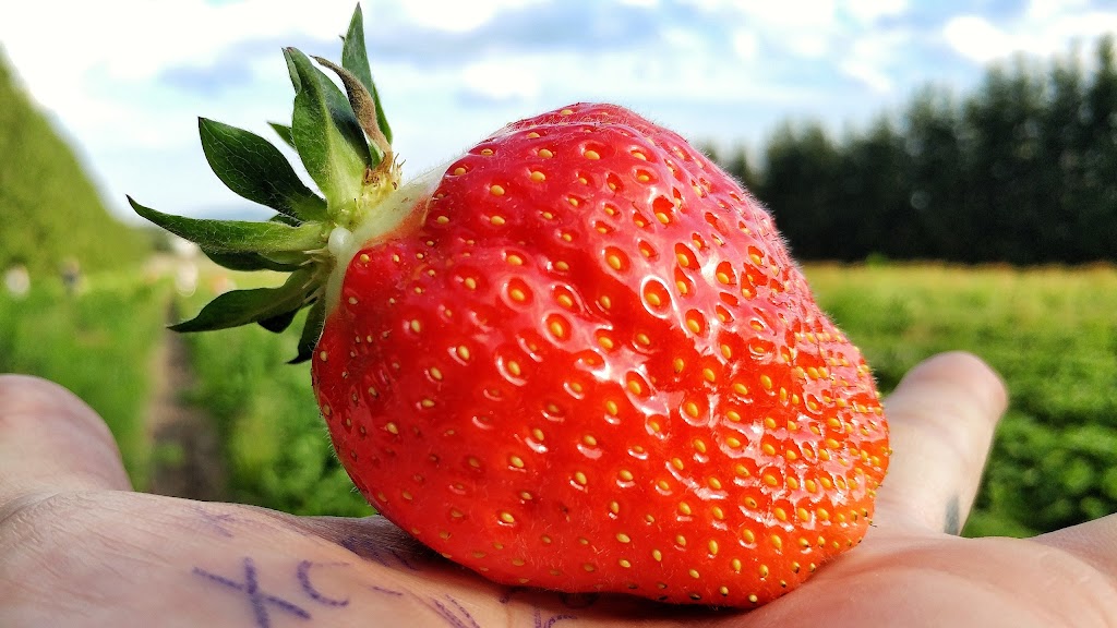 Fruitière Mario Nadeau | 2347 Chem. des Bois Francs E, Thetford Mines, QC G6H 3C8, Canada | Phone: (418) 335-7979