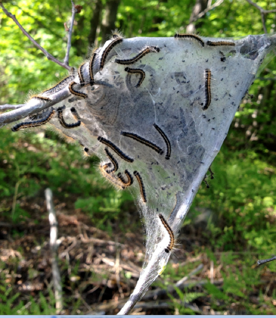 Eco-Choice Pest Control | 1297 Haliburton County Rd 21, Minden, ON K0M 2K0, Canada | Phone: (705) 457-1500