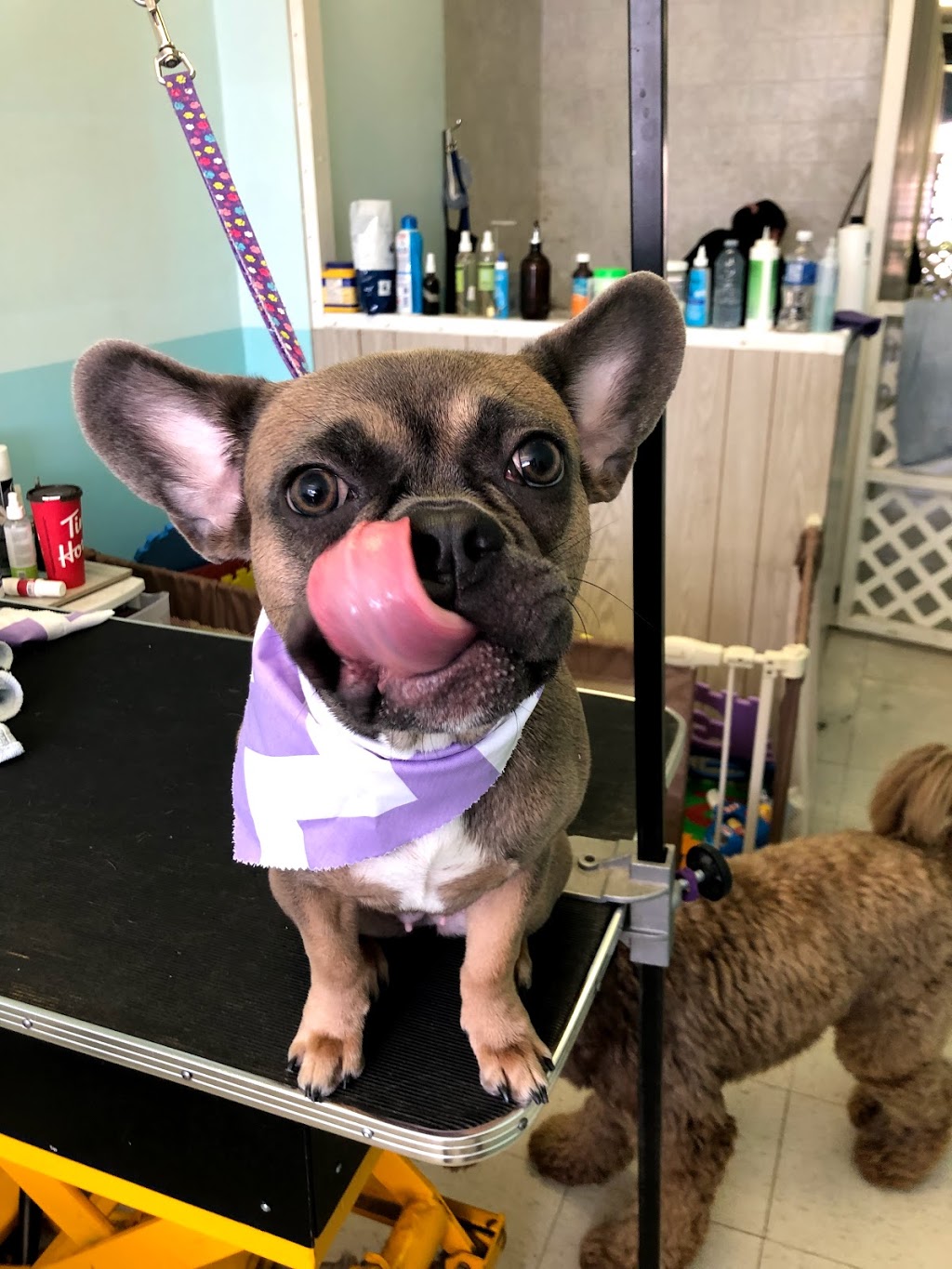 Bluffs Dog Grooming/Kristy’s Mutt Cutts | 2430 Kingston Rd, Scarborough, ON M1N 1V3, Canada | Phone: (416) 261-9855