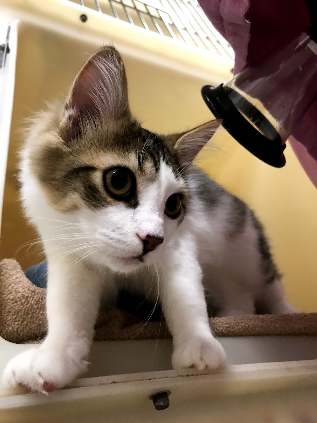 Mountainside Animal Clinic | 2491 Industrial St, Burlington, ON L7P 1A5, Canada | Phone: (905) 336-2347