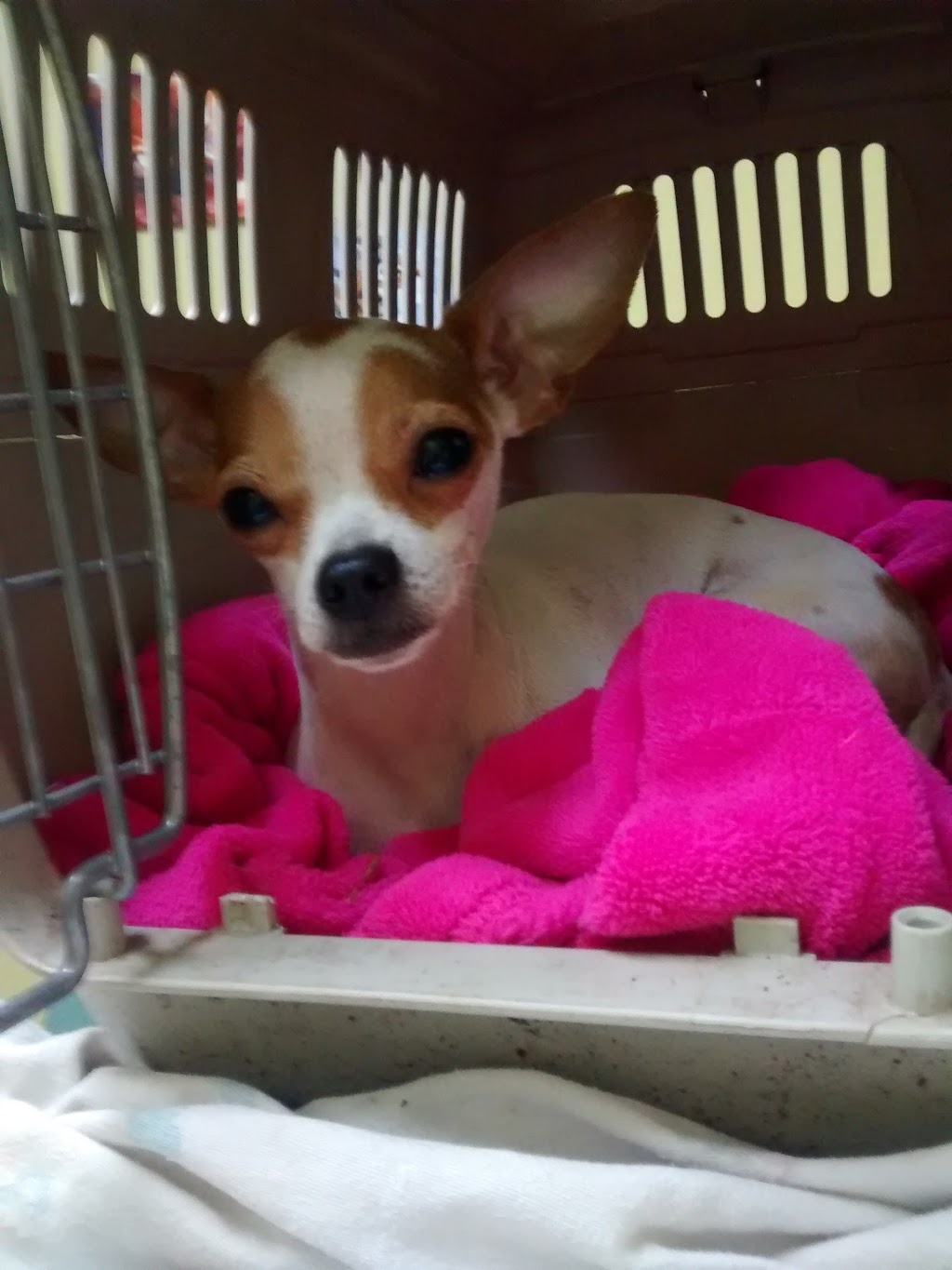 Nooksack Animal Hospital PC | 302 W Columbia St, Nooksack, WA 98276, USA | Phone: (360) 966-3207