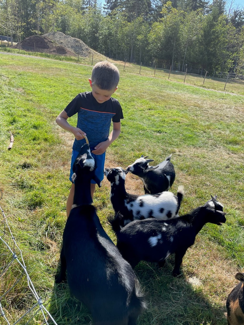 Barnyard Party Animals | 2065 Miracle Beach Dr, Black Creek, BC V9J 1K3, Canada | Phone: (250) 202-8087