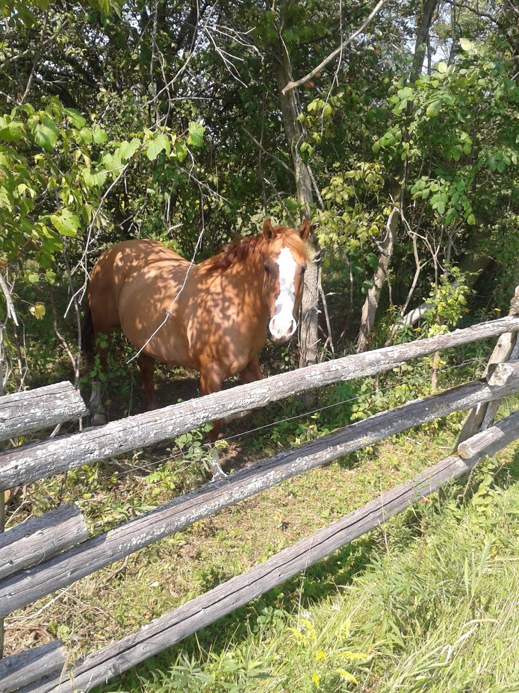 Kuzenko Stables | 4507 Courtice Rd, Hampton, ON L0B 1J0, Canada | Phone: (905) 447-3212