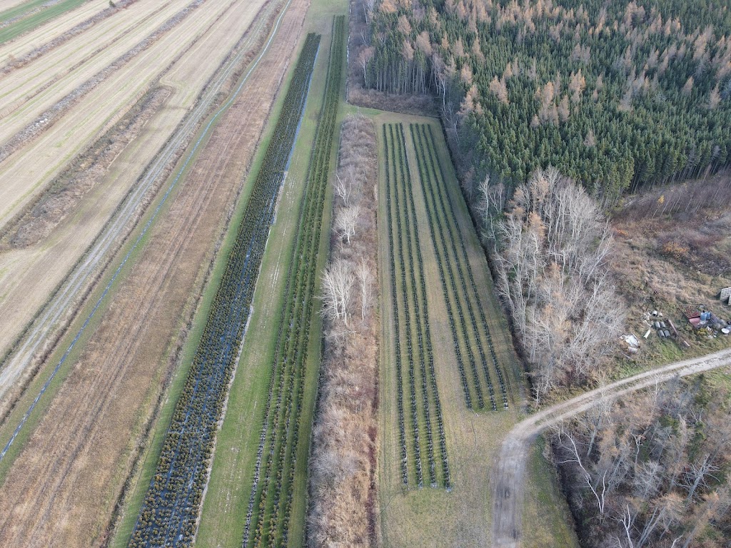Ferme Sigamel Inc. Production de cèdres cultivés en pot | 152 QC-291, Cacouna, QC G0L 1G0, Canada | Phone: (418) 860-5640