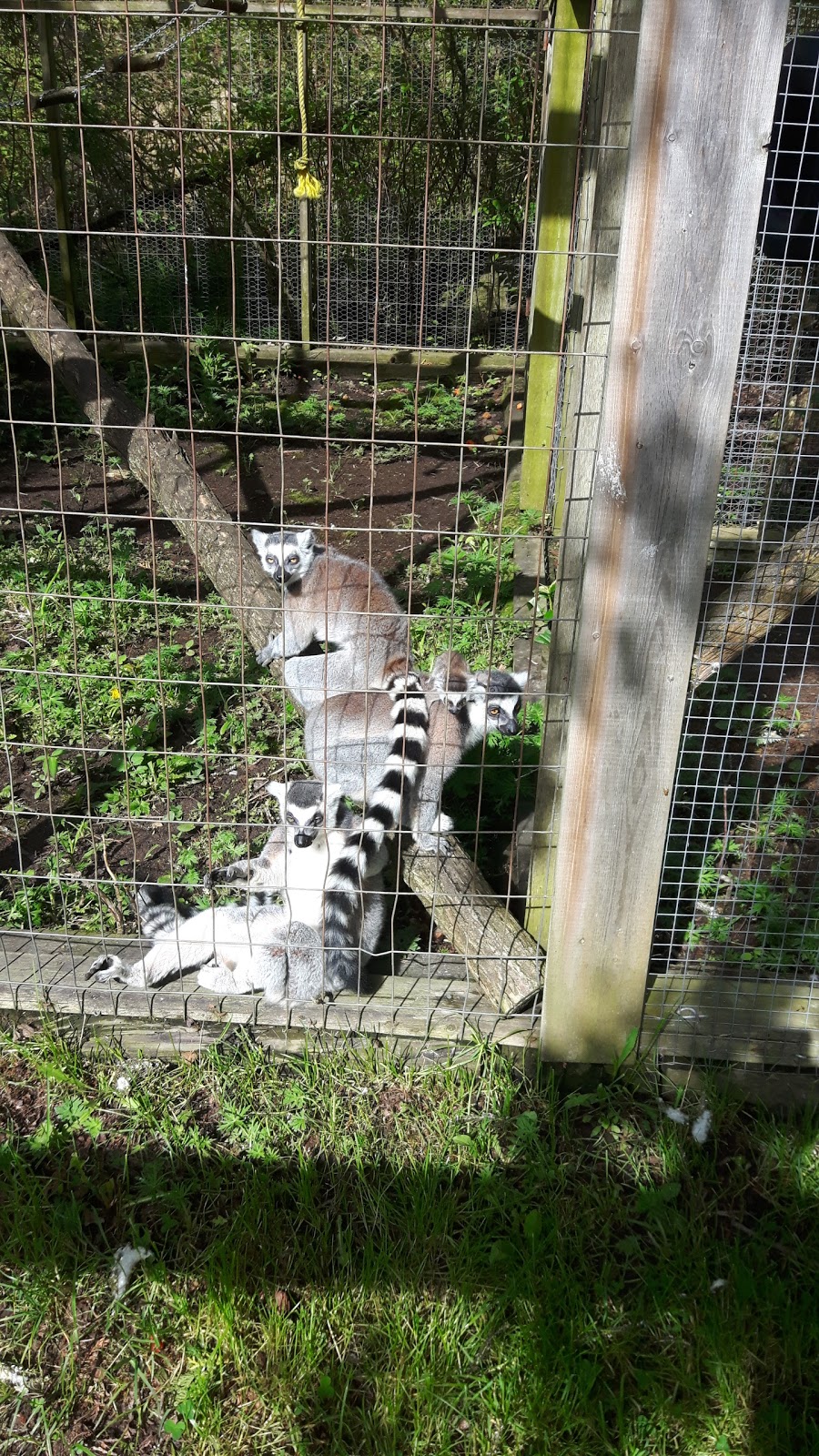 Elmvale Jungle Zoo | 14191 Simcoe County Rd 27, Phelpston, ON L0L 2K0, Canada | Phone: (705) 322-1112