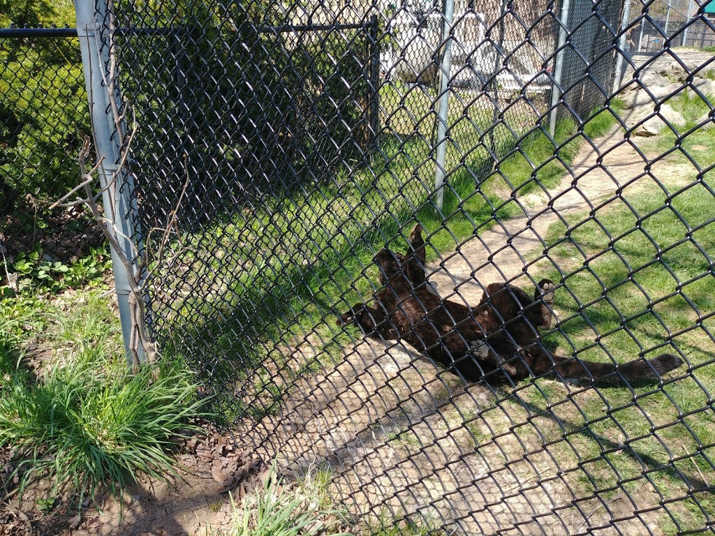Magnetic Hill Zoo | 125 Magic Mountain Rd, Moncton, NB E1G 4V7, Canada | Phone: (506) 877-7720