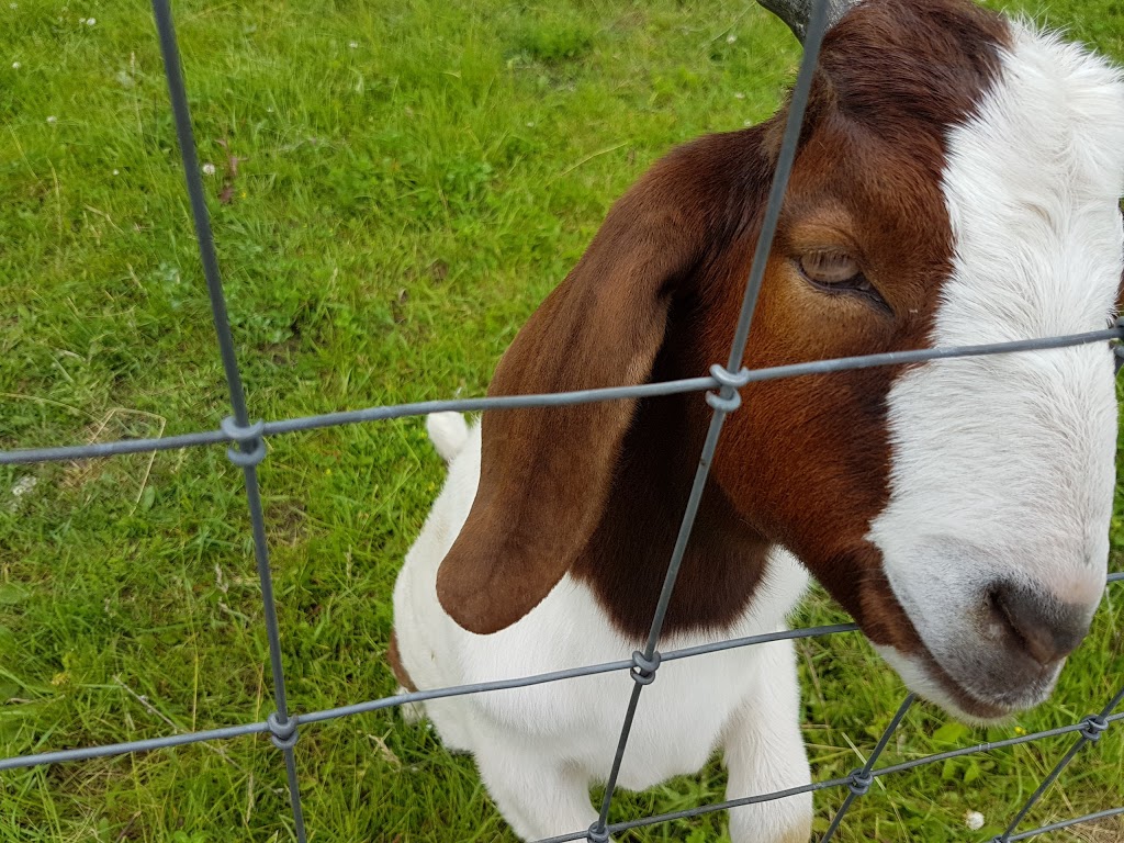 Dare 2 Dream Farm | 8169 Langstaff Rd, Kendal, ON L0A 1E0, Canada | Phone: (905) 216-5113