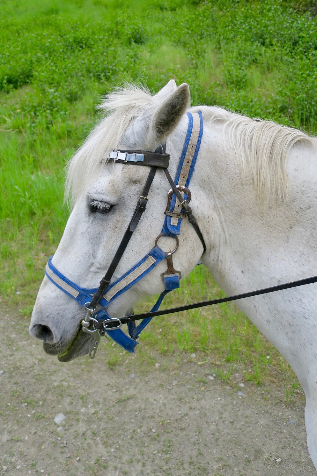 Sun Peaks Stables | Unnamed Road, Heffley Creek, BC V0E 1Z1, Canada | Phone: (250) 572-1325