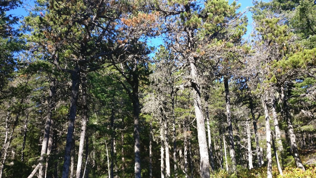 Mt Constitution Trailhead | Mt Constitution Rd, Olga, WA 98279, USA | Phone: (360) 376-2326