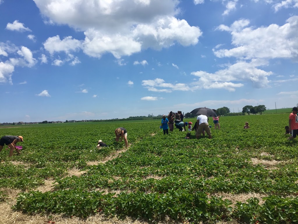 Watson Farms PYO | 2287 Durham Regional Hwy 2, Bowmanville, ON L1C 3K3, Canada | Phone: (905) 623-7252