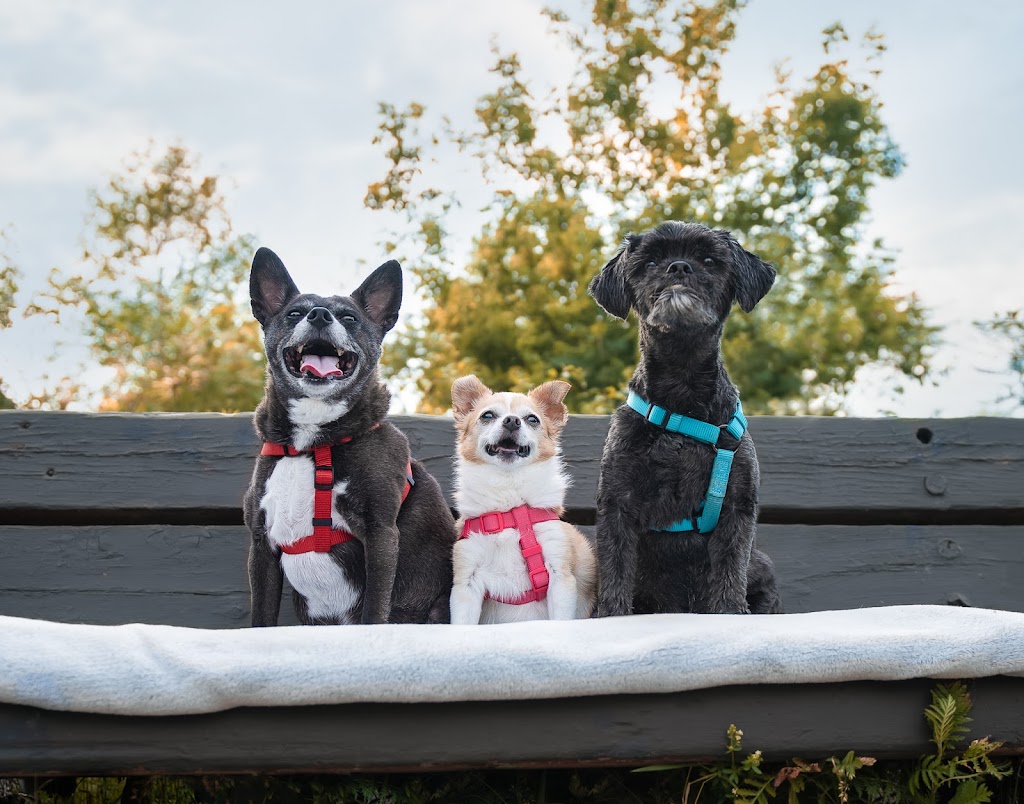 Laura Wombwell Photography | 53 Chesterton Ln, Guelph, ON N1E 6S8, Canada | Phone: (519) 766-7233