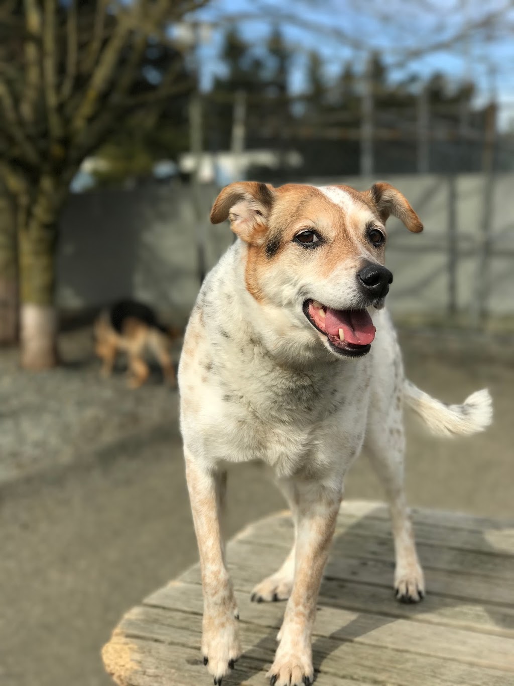 Happy Hound Dog Grooming Dog Daycare | 4408 Boban Dr, Nanaimo, BC V9T 5V9, Canada | Phone: (250) 756-0340