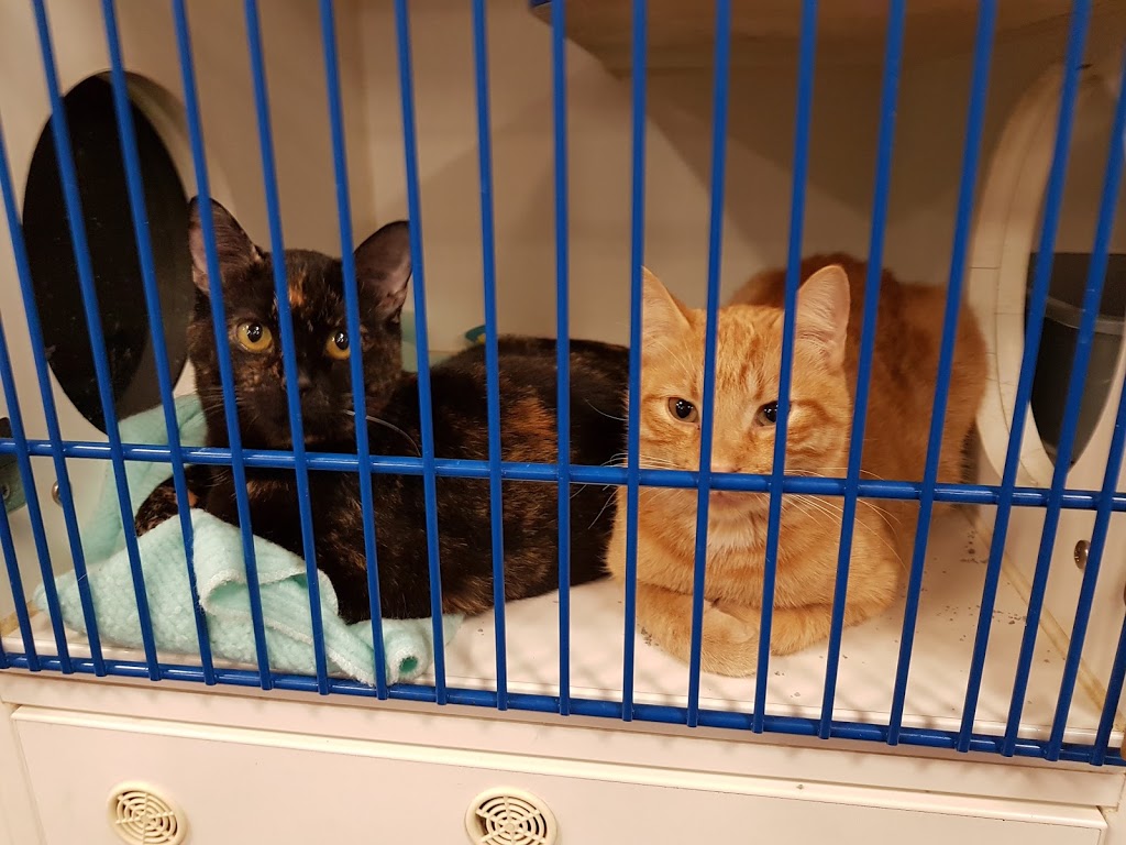 PetSmart | 655 Fairway Rd S, Kitchener, ON N2C 1X4, Canada | Phone: (519) 748-1889
