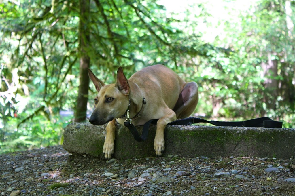 Barks and Recreation Canine Services | 2027 174 St, Surrey, BC V3Z 9Z8, Canada | Phone: (778) 291-2275