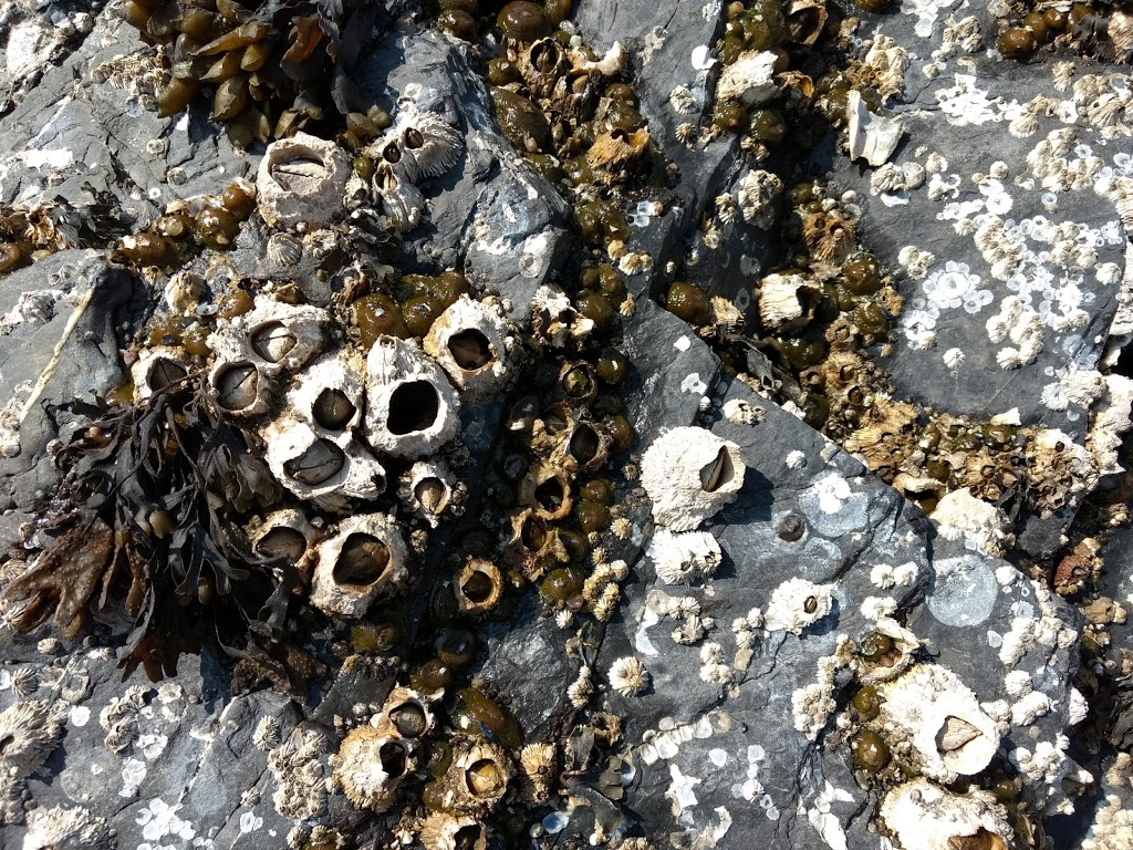 Tidal Pools | Rosario Beach, WA, USA