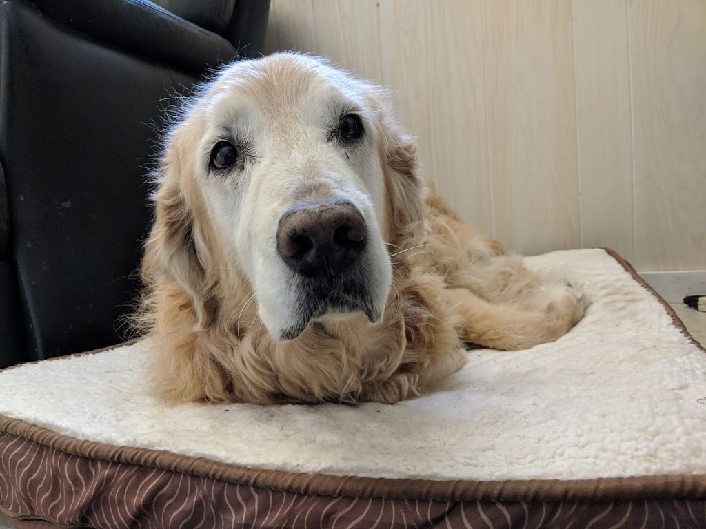 Rainbow Pet Care Centre | 244173, Range Rd 283, Calgary, AB T2M 4L5, Canada | Phone: (403) 285-8532