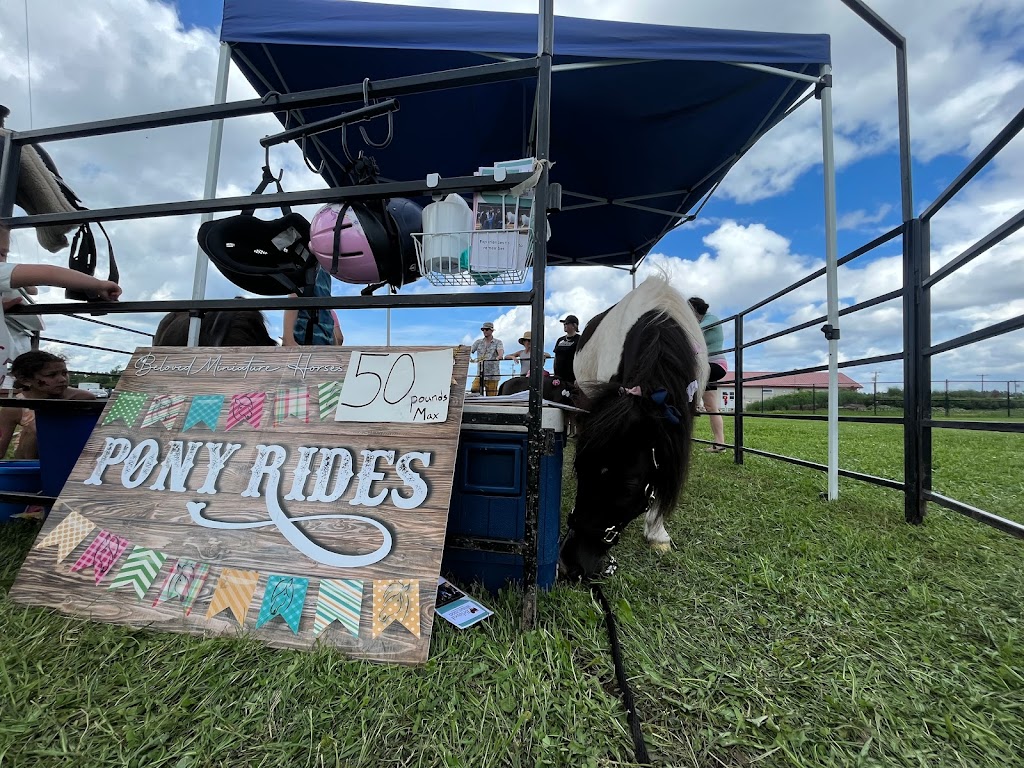 Beloved Miniature Horses | 243 Scotch Settlement Rd, Irishtown, NB E1H 1R2, Canada | Phone: (506) 860-0514