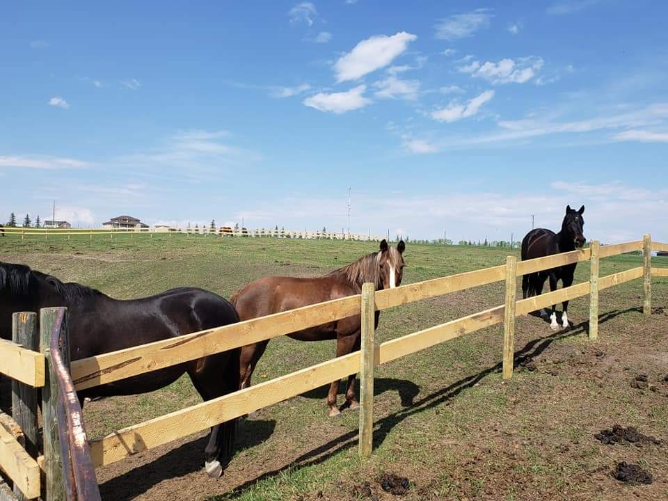 Fantasy Ridge Farms | 21131 Big Hill Springs Rd, Calgary, AB T3R 1K5, Canada | Phone: (403) 485-1655