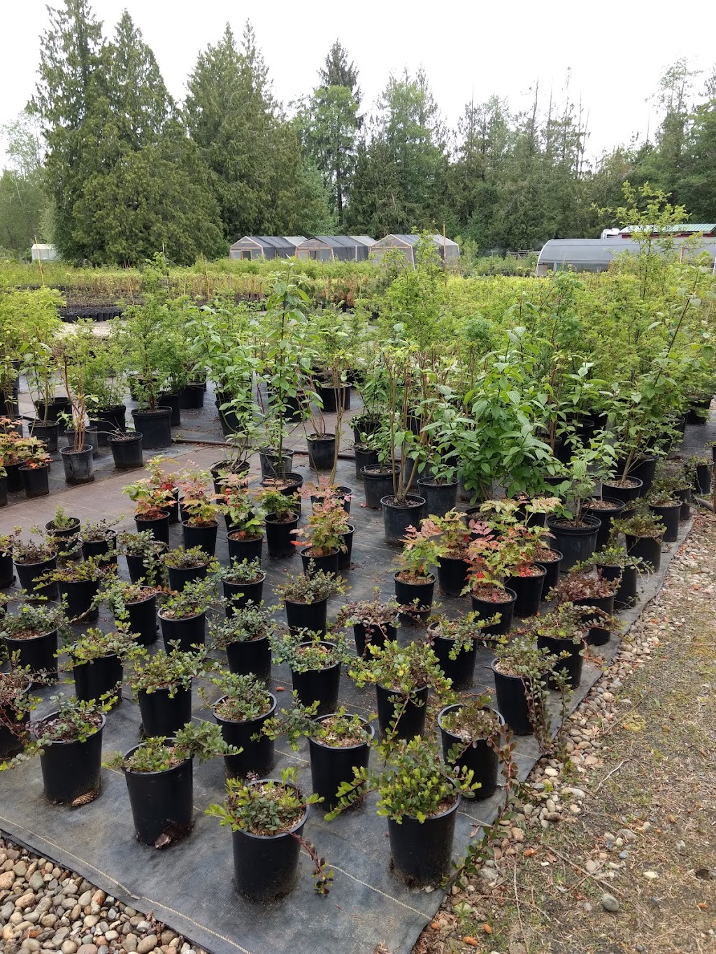 Streamside Native Plants | 7455 Island Hwy W, Bowser, BC V0R 1G0, Canada | Phone: (250) 757-9999