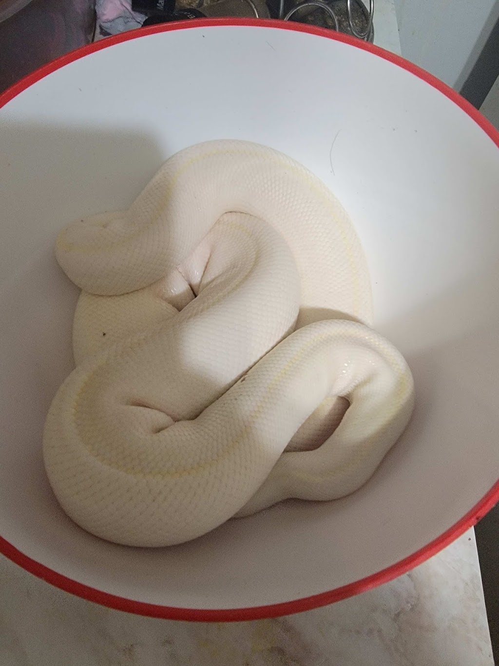 Mackinnon Reptiles | 182 Foster St, Berwick, NS B0P 1E0, Canada | Phone: (902) 691-0455