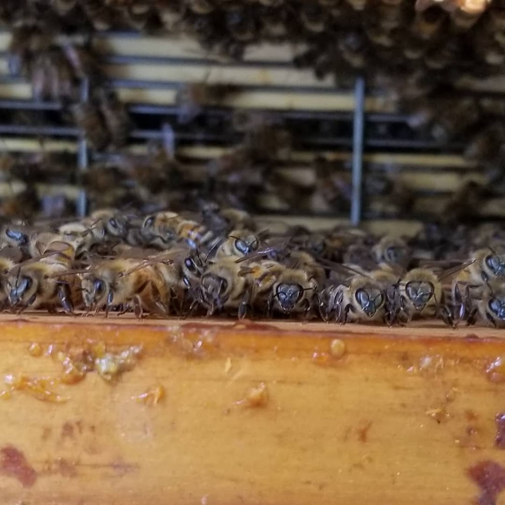 Beardos Bees | 25 Cecil St, Ridgetown, ON N0P 2C0, Canada | Phone: (226) 364-1022