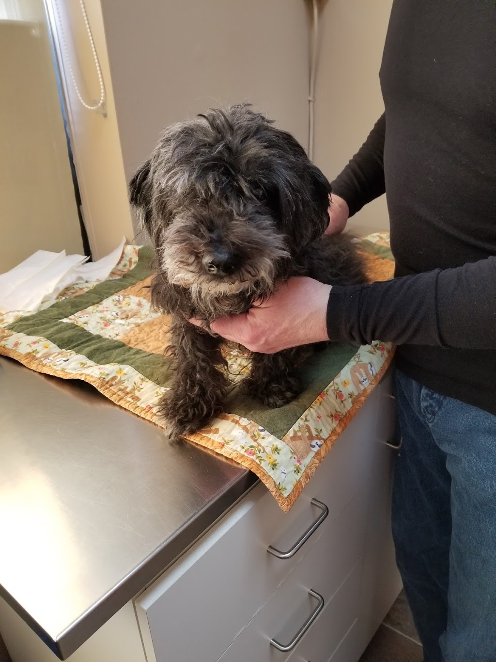 Shuswap Veterinary Clinic | 1257 Trans-Canada Hwy, Sorrento, BC V0E 2W0, Canada | Phone: (250) 675-0077