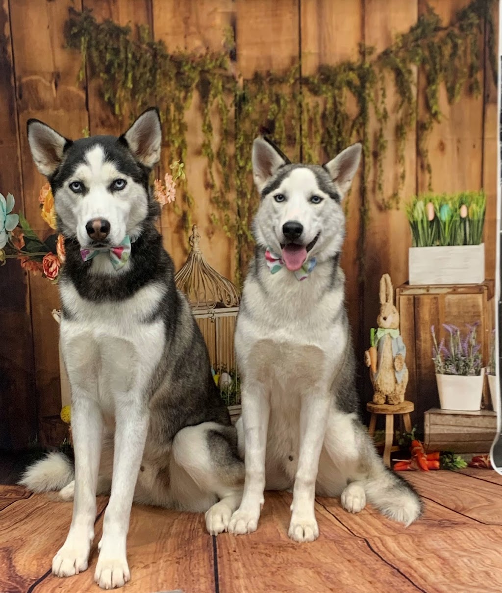 Groomingdale’s pet grooming | 264 Baker Dr, Dartmouth, NS B2W 6L4, Canada | Phone: (902) 464-6460