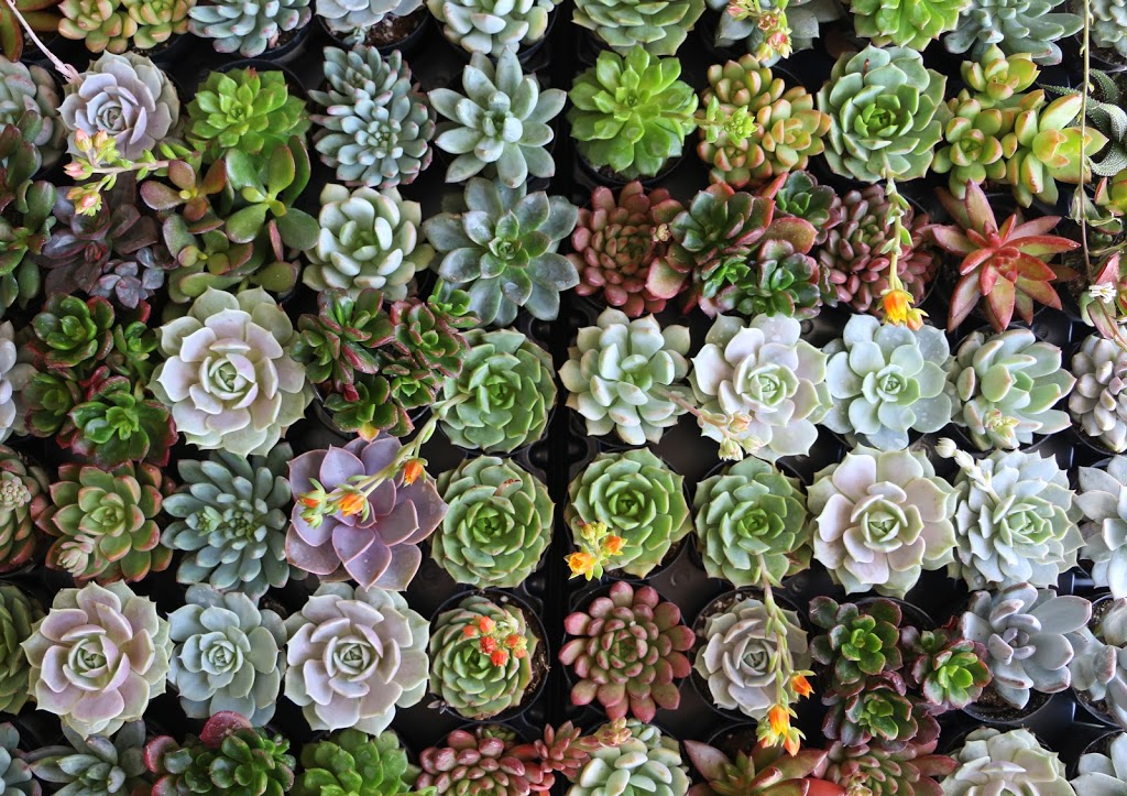 Plant Life | 522 Whitewood Crescent, Saskatoon, SK S7J 4L1, Canada | Phone: (306) 514-2251