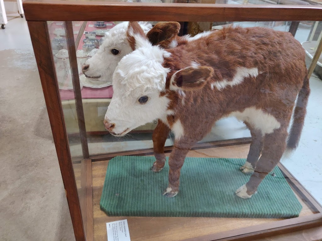 Homestead Antique Museum | 901 N Dinosaur Trail, Drumheller, AB T0J 0Y1, Canada | Phone: (403) 823-2600