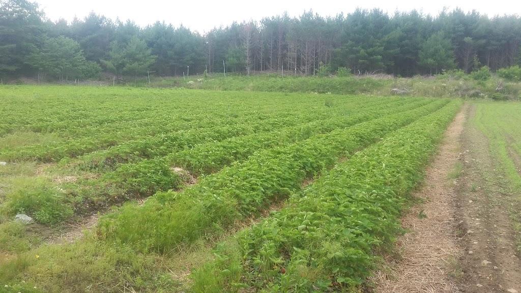Lorés U-pick & Country Market | 5505 Upper Clyde Rd, Shelburne, NS B0T 1W0, Canada | Phone: (902) 875-2102