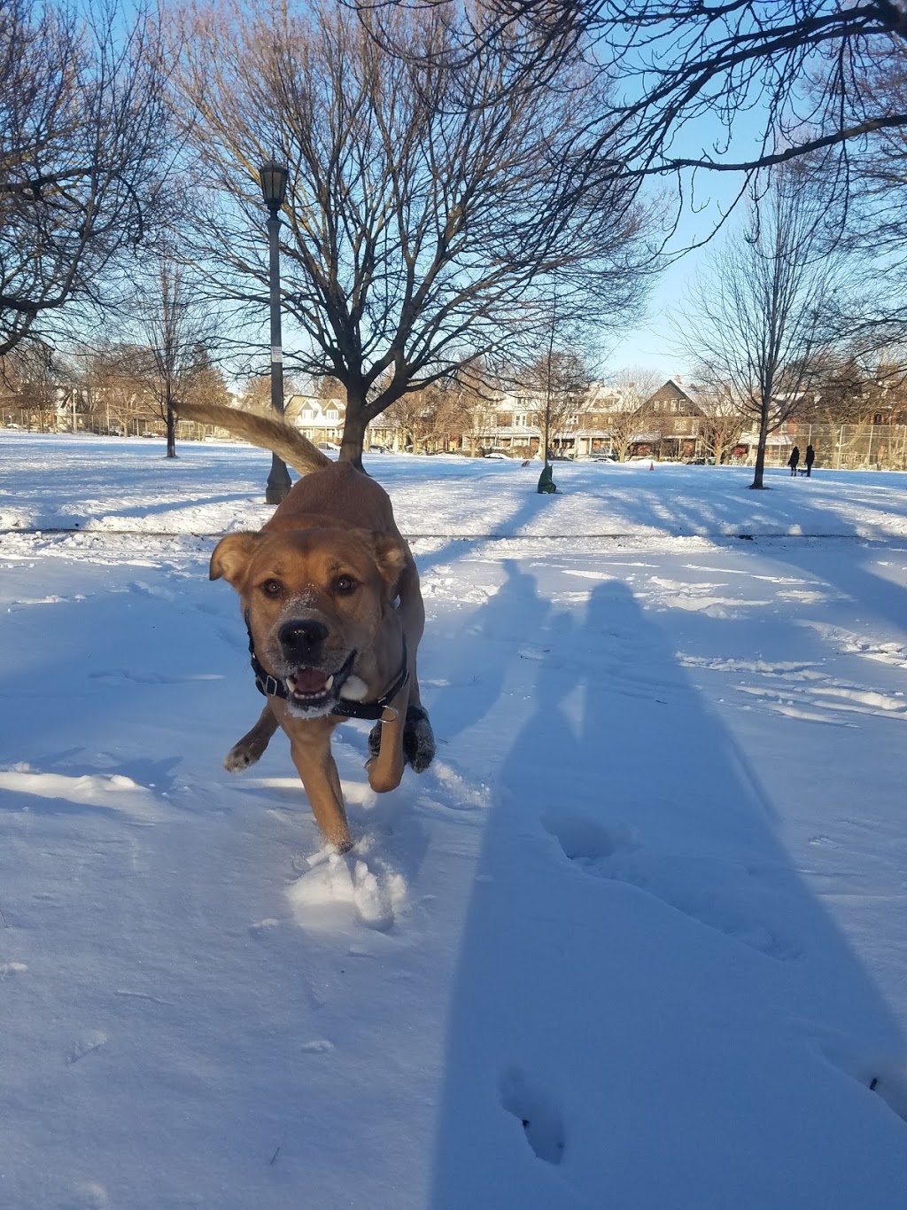 Trinity Bellwoods Dog Bowl - Trinity - Bellwoods, Toronto, ON M6J 2V5