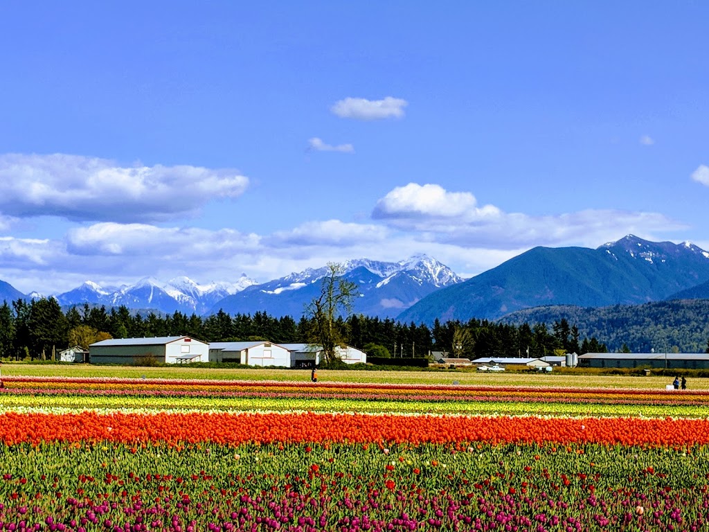 Chilliwack Tulip Festival (Tulips of the Valley) | 41310 Yale Rd, Chilliwack, BC V2R 4J3, Canada | Phone: (604) 703-6122