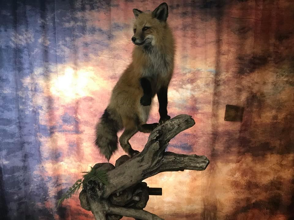 Wilderness Taxidermy Studio | 2709 Grandview Heights, Merritt, BC V1K 1R1, Canada | Phone: (250) 315-5071