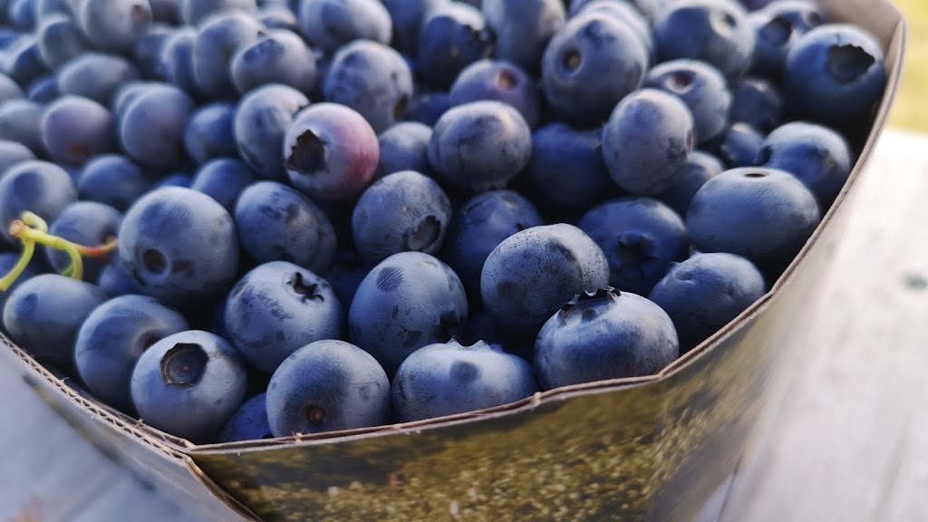 Bleuetière Erablière Biologiques Au Fin Délice | 1106 Chem. Saint-Henri, Très-Saint-Rédempteur, QC J0P 1P1, Canada | Phone: (450) 459-4444