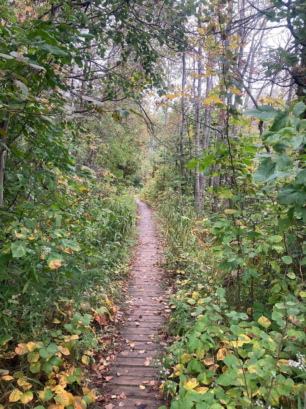 Poplars Campsite | 6FMG+VW, Tobermory, ON N0H 2R0, Canada | Phone: (519) 596-2364