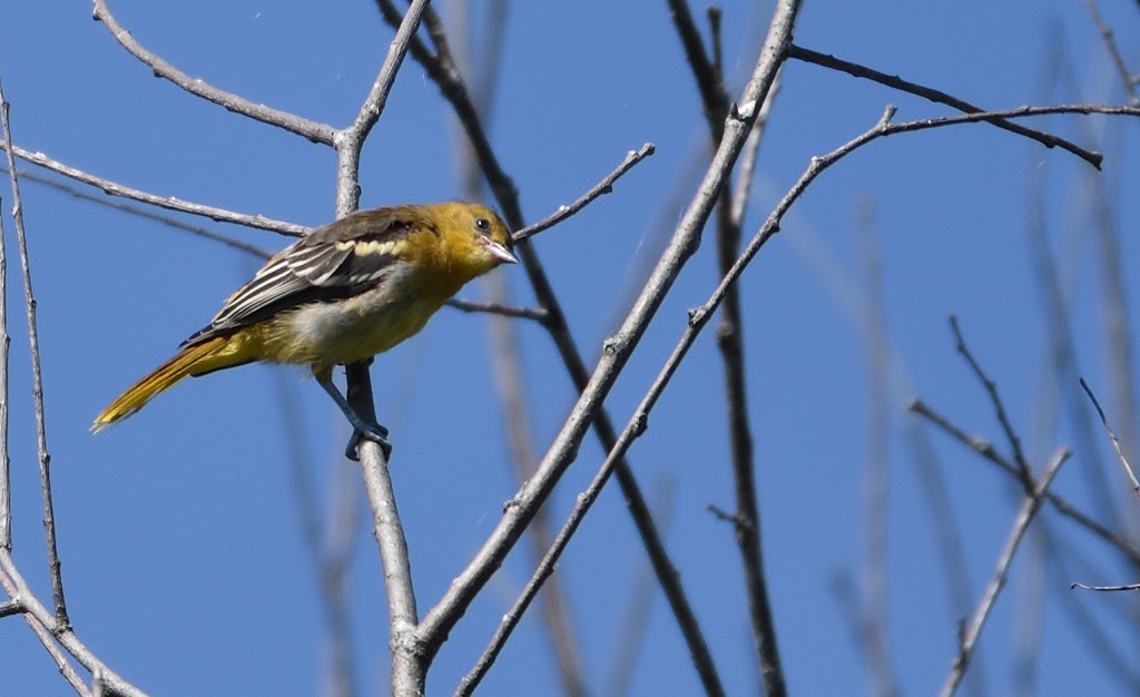 Hullett Provincial Wildlife Area | 41378 Hydro Line Rd, Clinton, ON N0M 1L0, Canada | Phone: (519) 482-7011