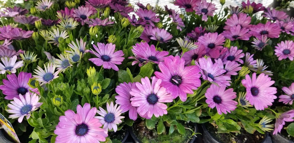 Costco Wholesale | 2853 32 St NE, Calgary, AB T1Y 6T7, Canada | Phone: (403) 299-1610