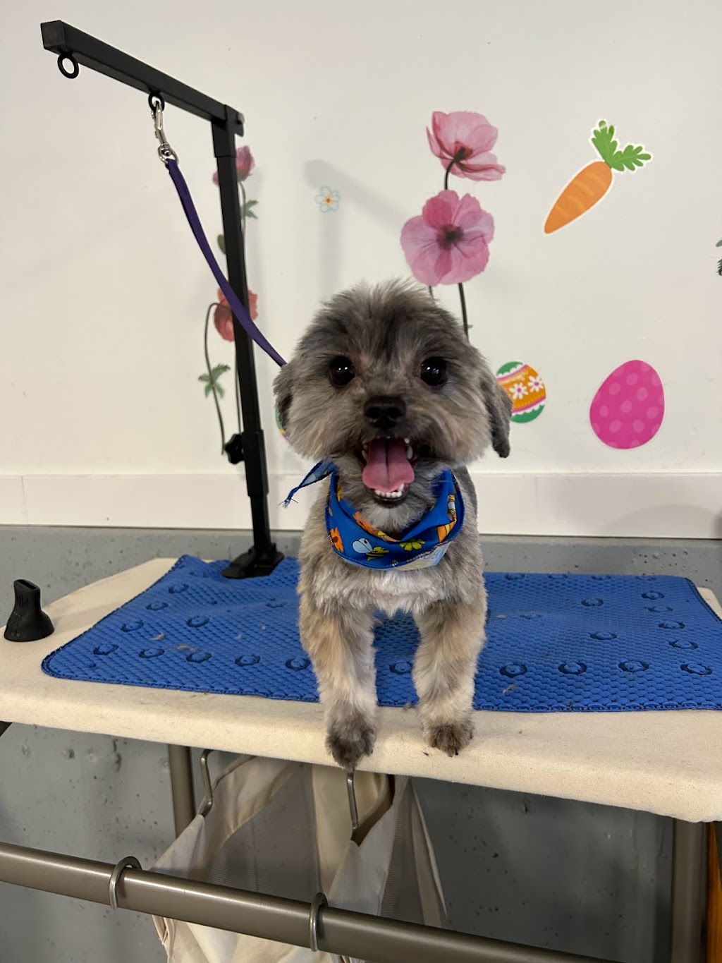 Yvonnes Grooming | 4660 Western Rd, Courtenay, BC V9N 3T2, Canada | Phone: (250) 207-0051