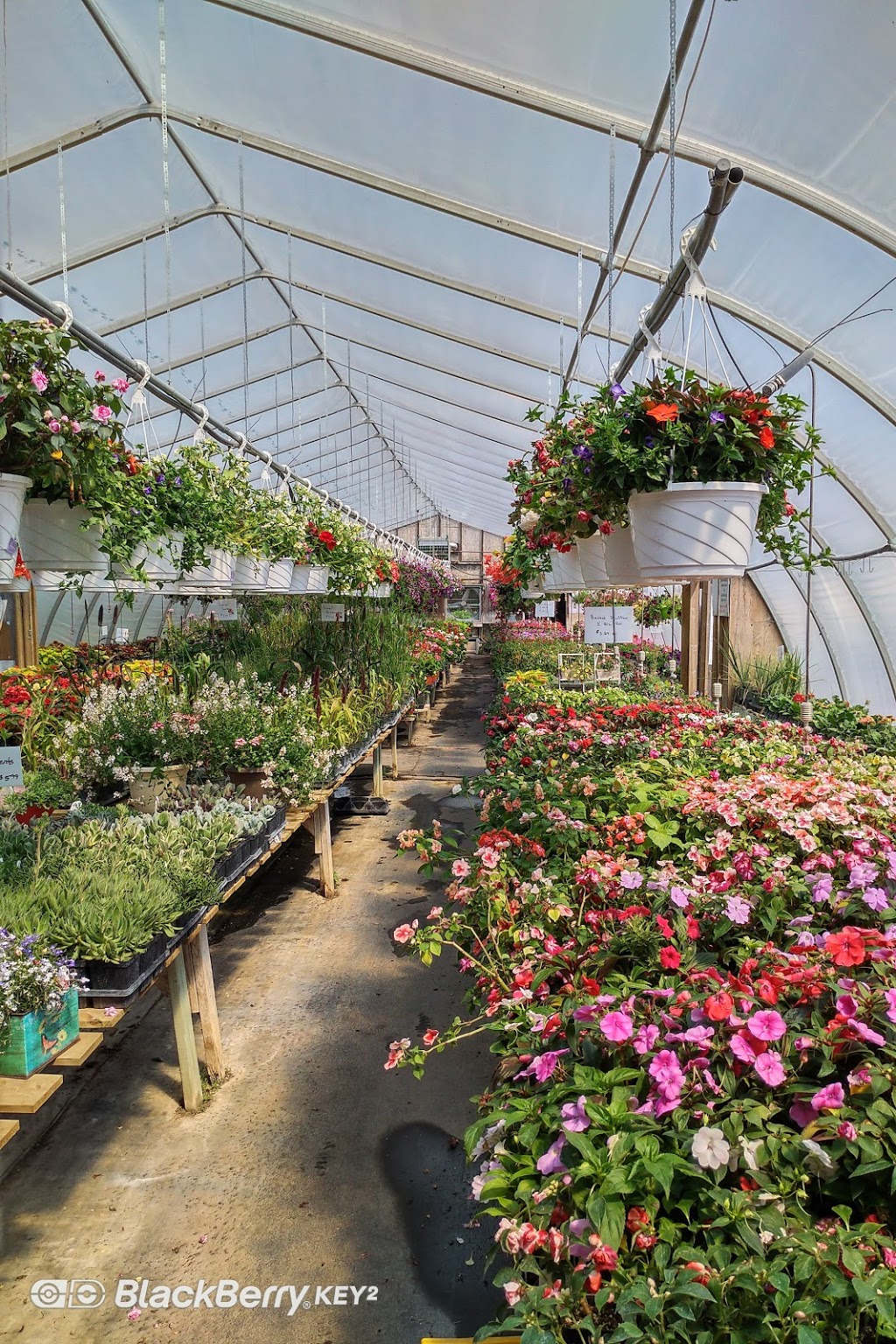 Interlake Garden Center | 287 Quarter Mile Road, 10353 #9 Highway, Winnipeg Beach, MB R0C 3G0, Canada | Phone: (204) 389-3200