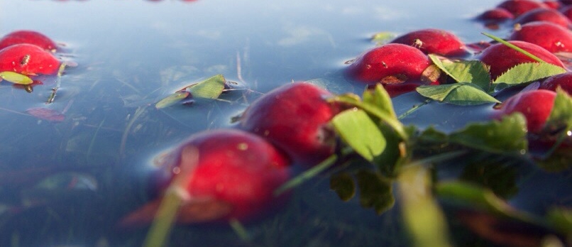 THE BOG Riverside Cranberry Farm | 26885 88 Ave, Langley City, BC V1M 3L8, Canada | Phone: (604) 614-7625