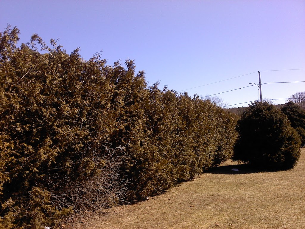 AJL Tree Service | 1891 Bowmanton Rd #2, Roseneath, ON K0K 2X0, Canada | Phone: (289) 829-1151