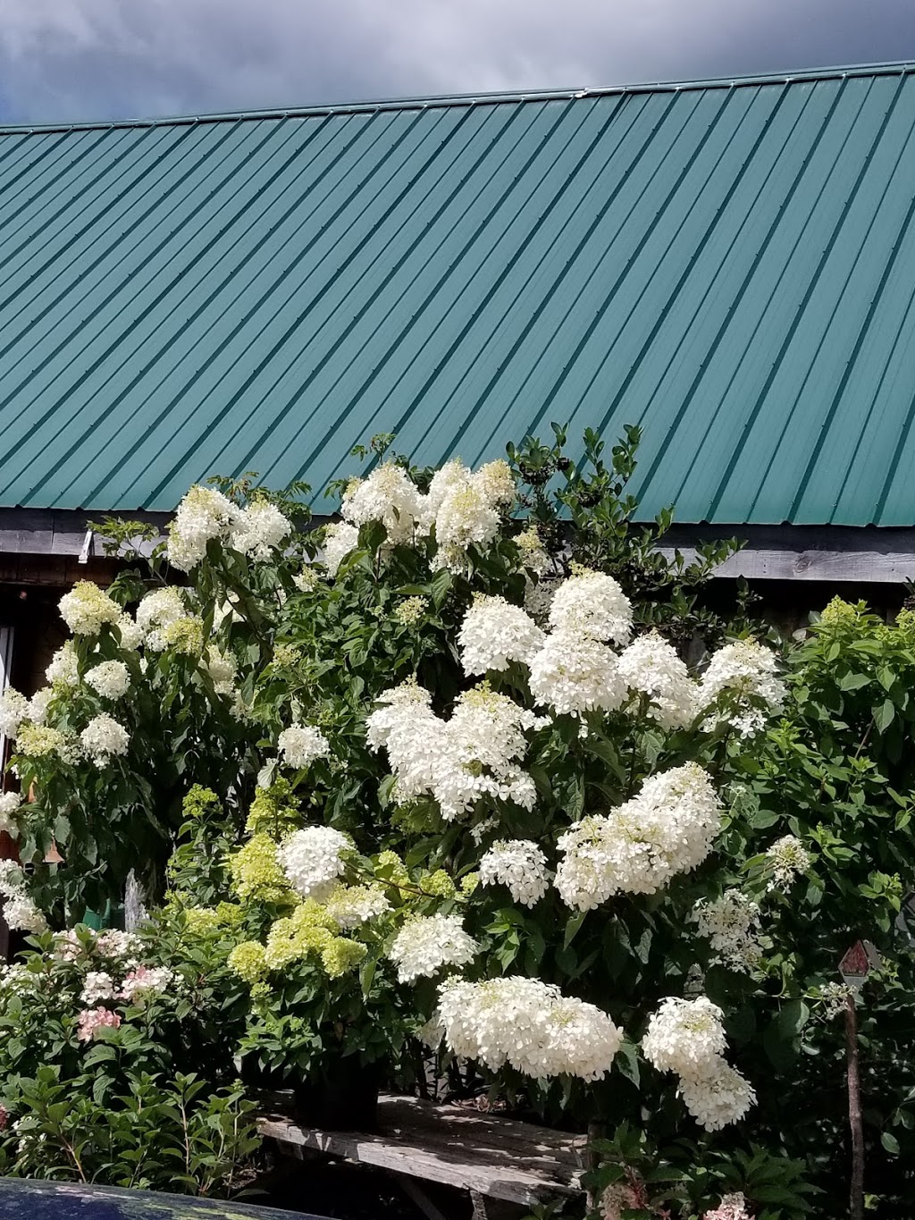 Davishill Nursery | 1258 Highway RR#2 #4, Walkerton, ON N0G 2V0, Canada | Phone: (519) 507-5050