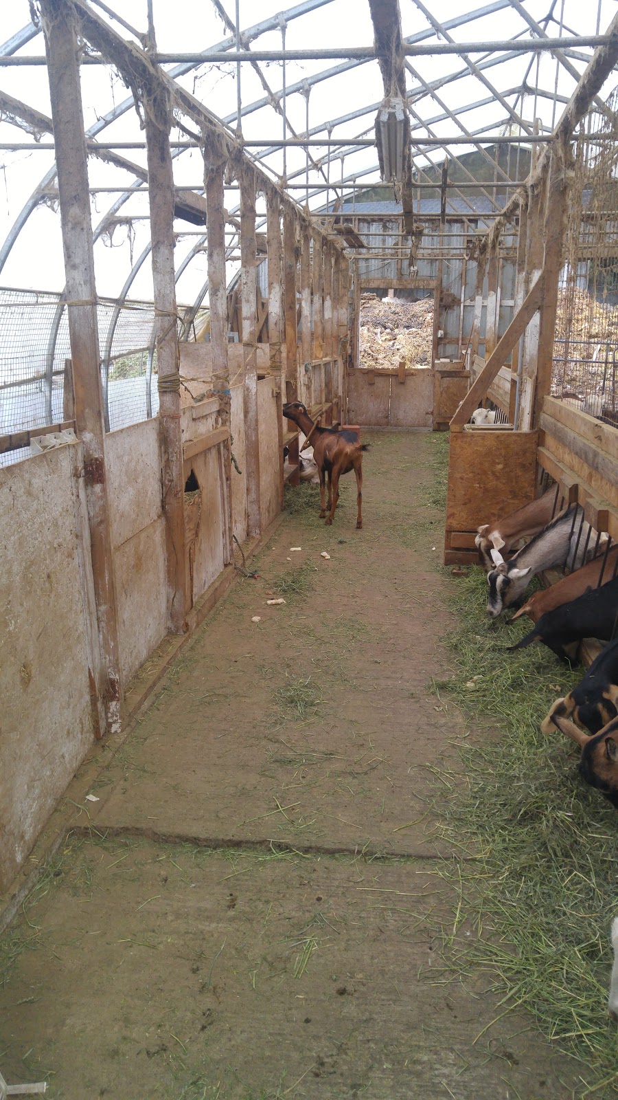 Goats Pride Dairy | 30854 Olund Rd, Abbotsford, BC V4X 1Z9, Canada | Phone: (604) 854-6261